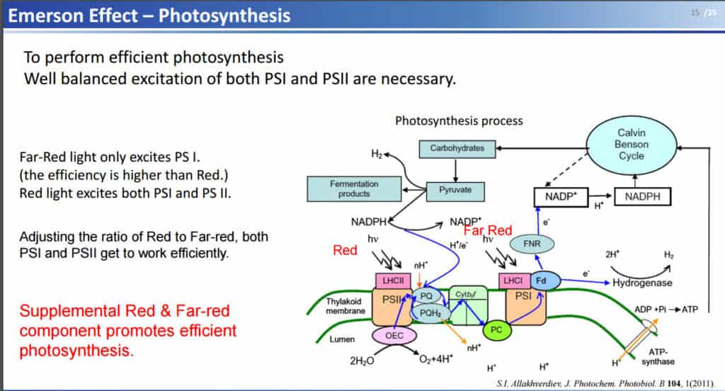 Emerson Effect Photosynthesis