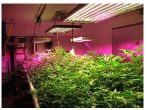Led Grow Light On Plants 1