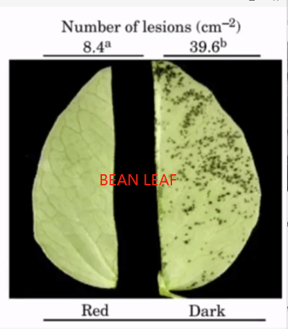 Bean Leaf On Red Or Dark