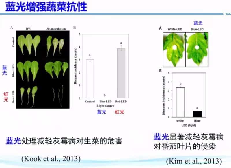 Blue Light Enhances Vegetable Resistance