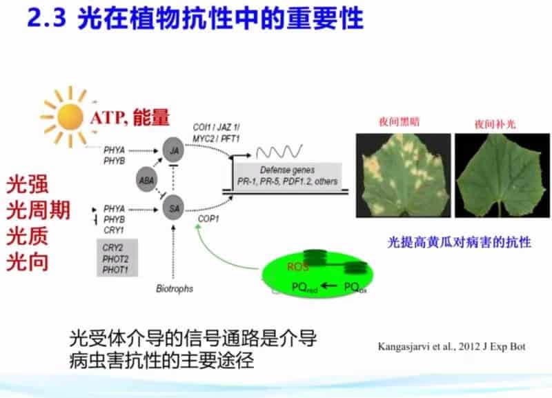 The Signal Pathway Mediated By Photoreceptors Is The Main Way To Mediate Resistance To Pests And Diseases